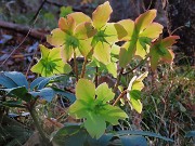 24 Helleborus niger (Ellebori) in fruttescenza